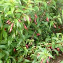 Fuchsia x 'Bernisser Hardy'